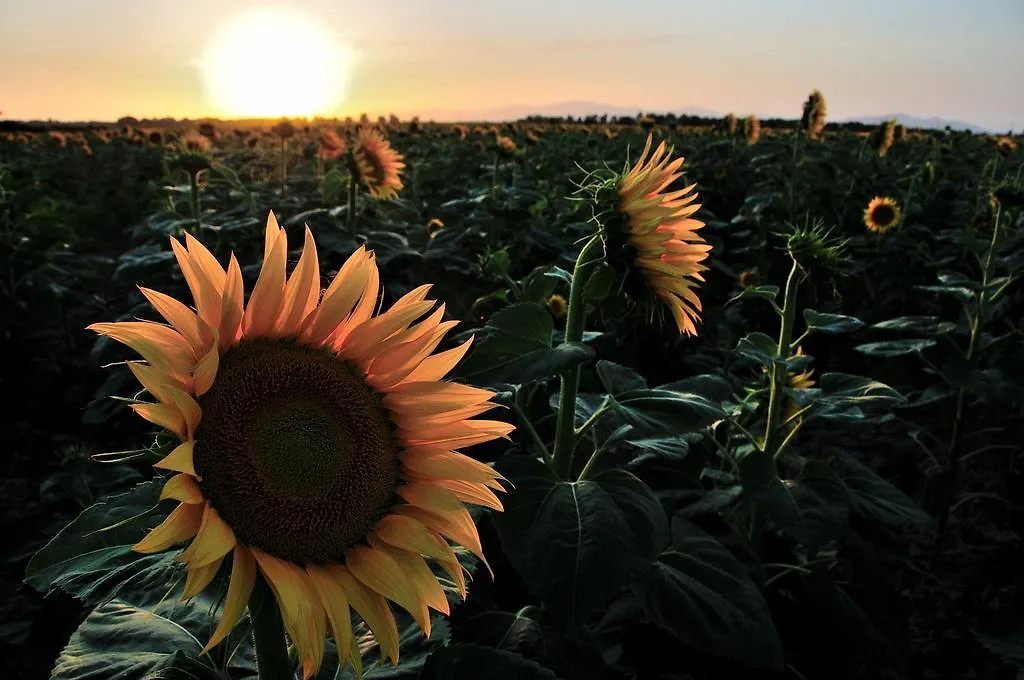 Farm stay Azienda Agrituristica Il Giuggiolo Principina a Mare