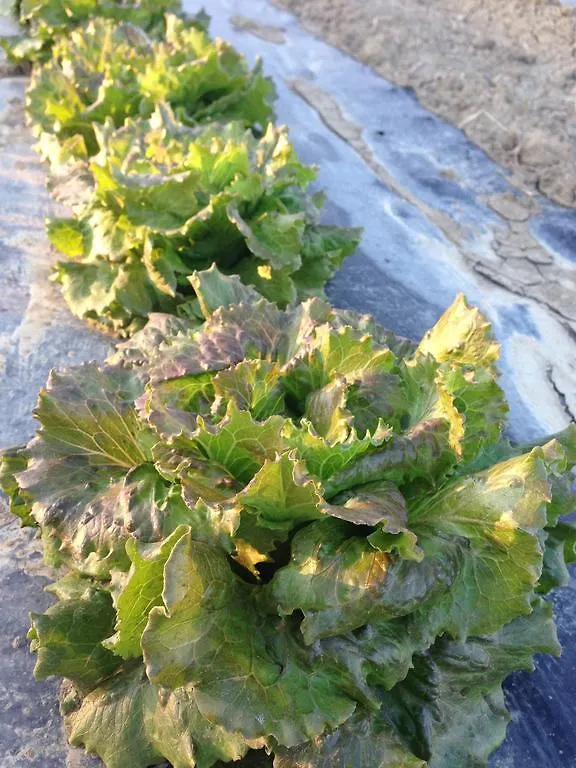 Azienda Agrituristica Il Giuggiolo Principina a Mare