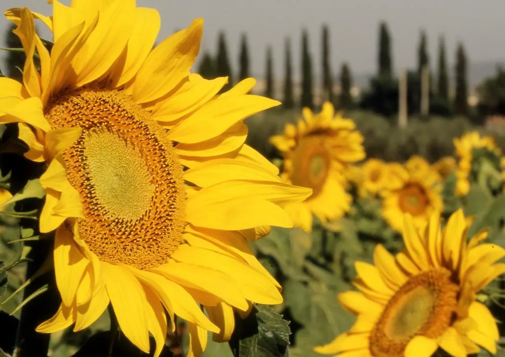 Farm stay Azienda Agrituristica Il Giuggiolo Principina a Mare
